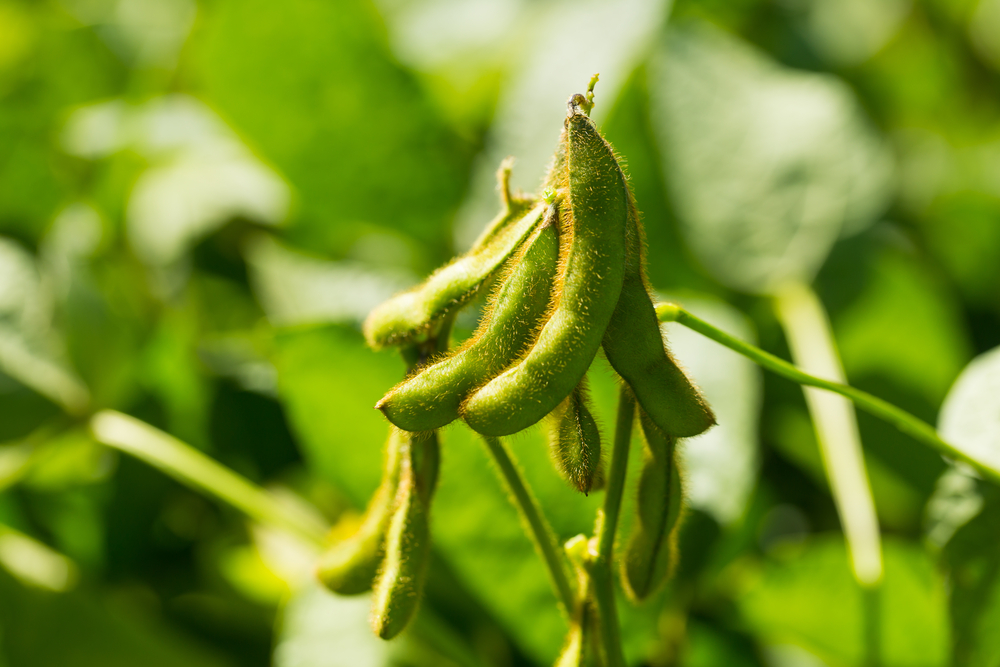 dubtes freqüents sobre nutrició